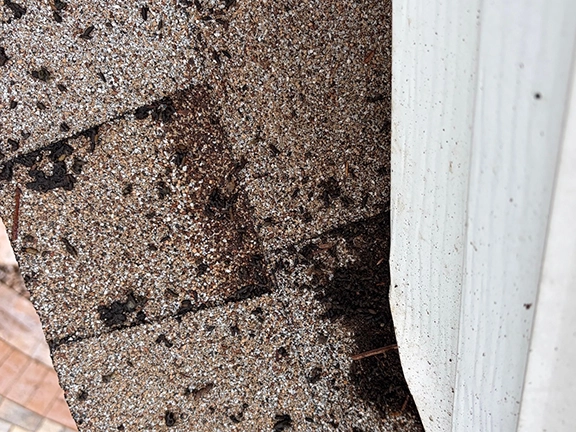 squirrel-and-rat-removal-and-exclusion