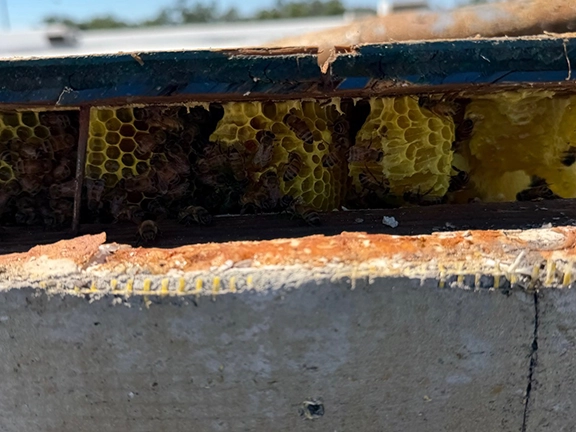 visible-hive