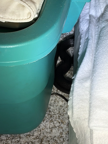 black-racer-snake-removal-1