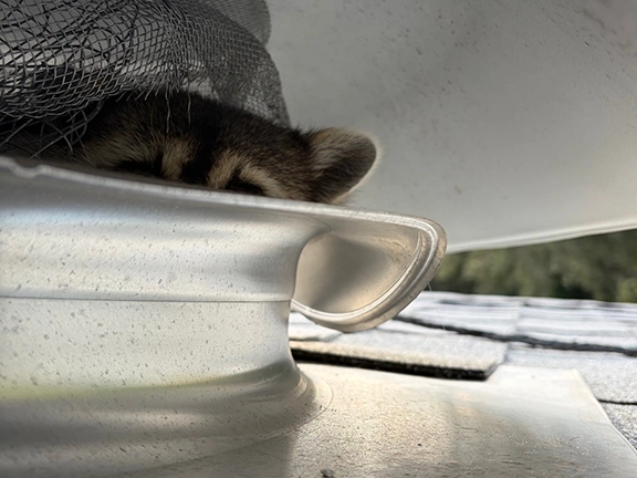 raccoon-removal-and-power-attic-vent-exclusion