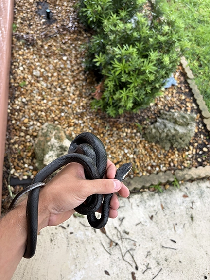 black-racer-snake-removal-2