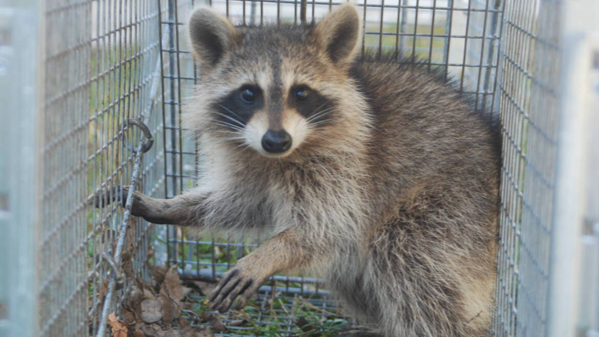 WildLife Trapping & Removal