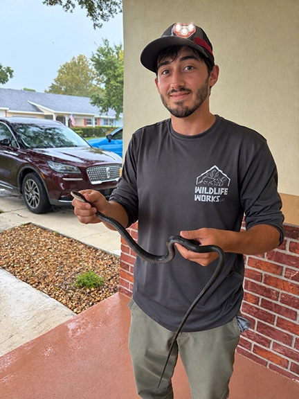 black-racer-snake-removal