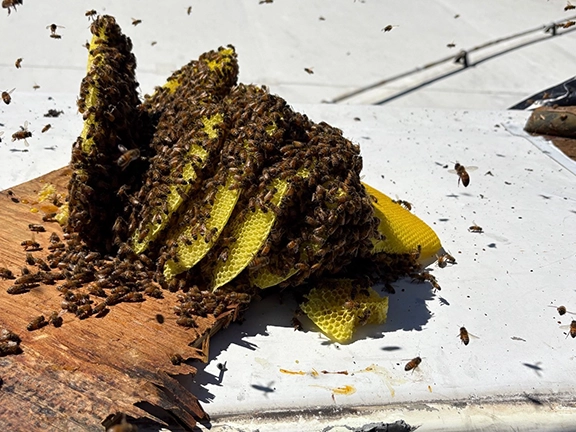 exposed-hive