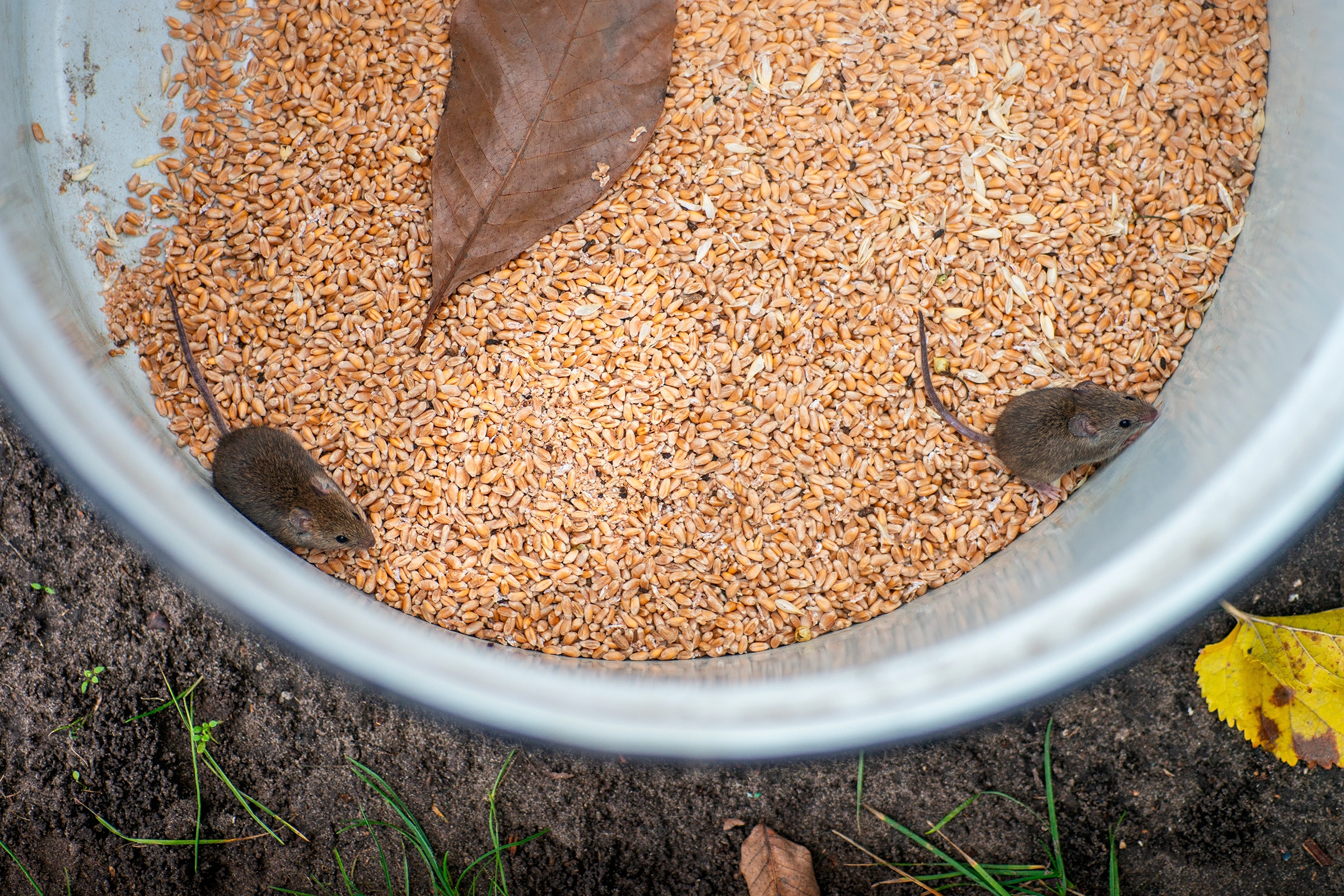 mice-in-grain