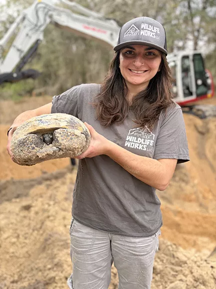 Adult Gopher Tortoise Relocation in Florida