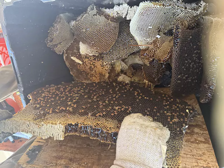 Africanized Bees vs Honey Bees