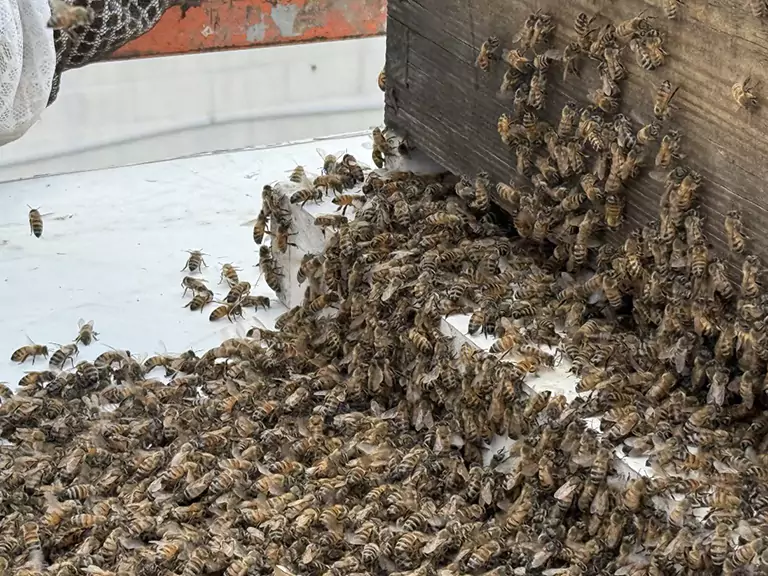 Africanized honey bees in Florida