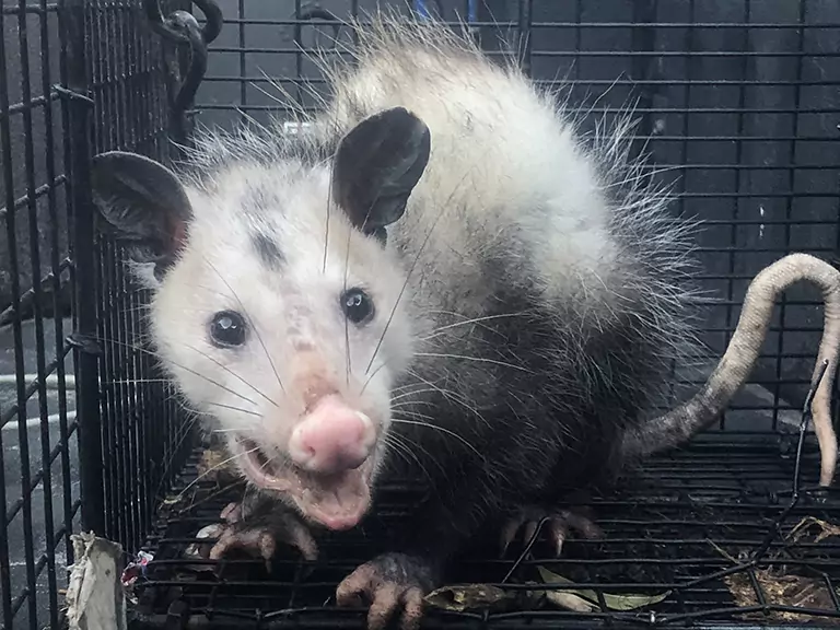 Animals in Crawl Space - A Florida Homeowner’s Guide to Removal and Prevention