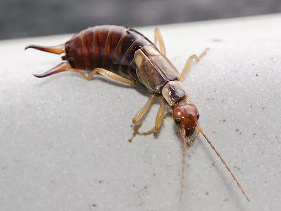 Are Earwigs Dangerous