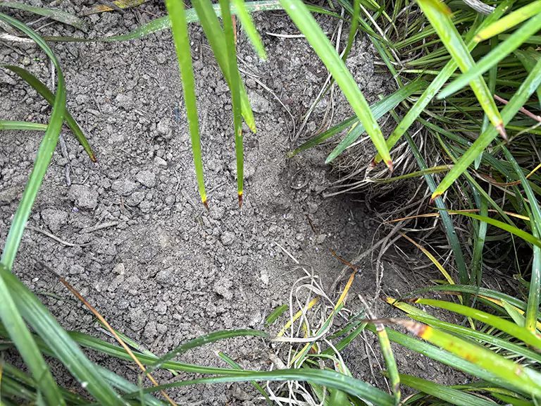 Armadillo Hole