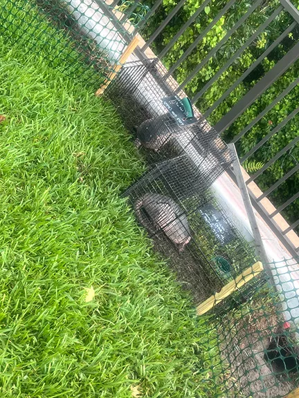 Armadillo Removal Services- Wildlife Works