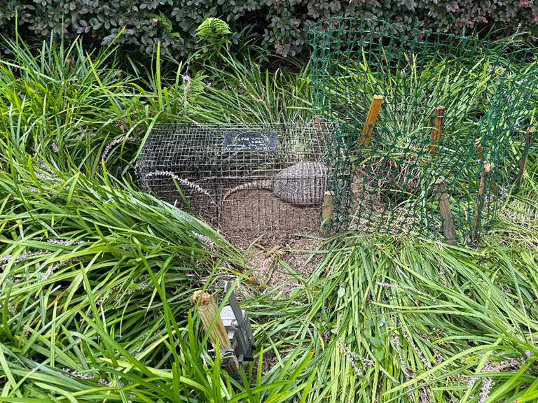 Armadillo Removal in Ocala FL