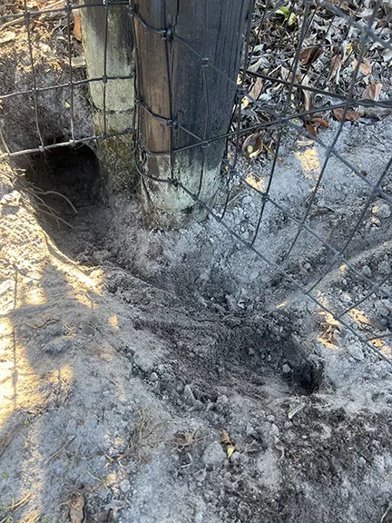 Armadillo tunnel under a fence