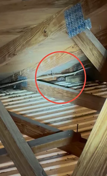 Bat Removal and Attic Exclusion - featured