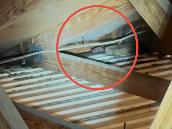 Bat Removal and Attic Exclusion