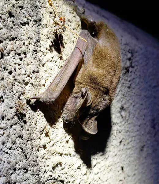 Bat
