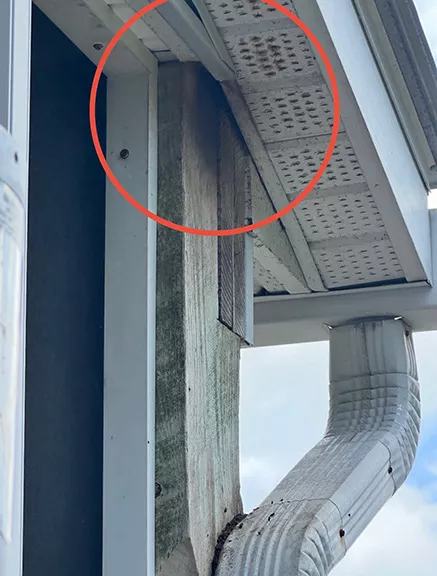 Bats entering home through soffit