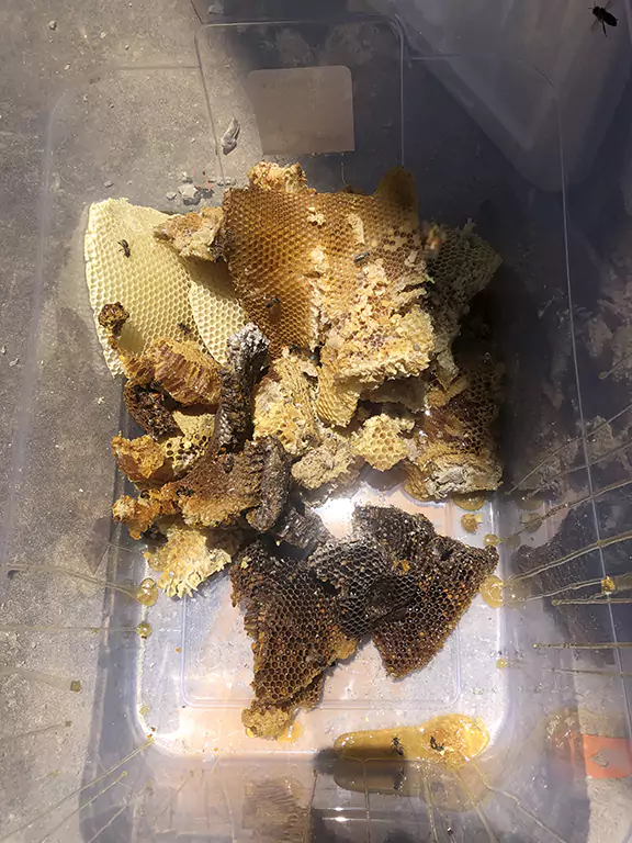 Bee Comb from water pipe at Clermont Target Store