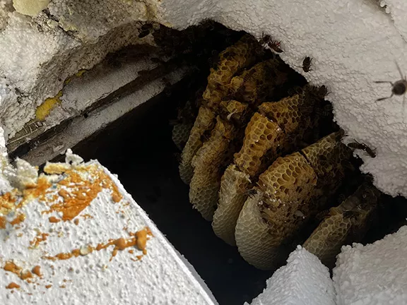 Bee Hive Removal in Exterior Wall – Boynton Beach, FL