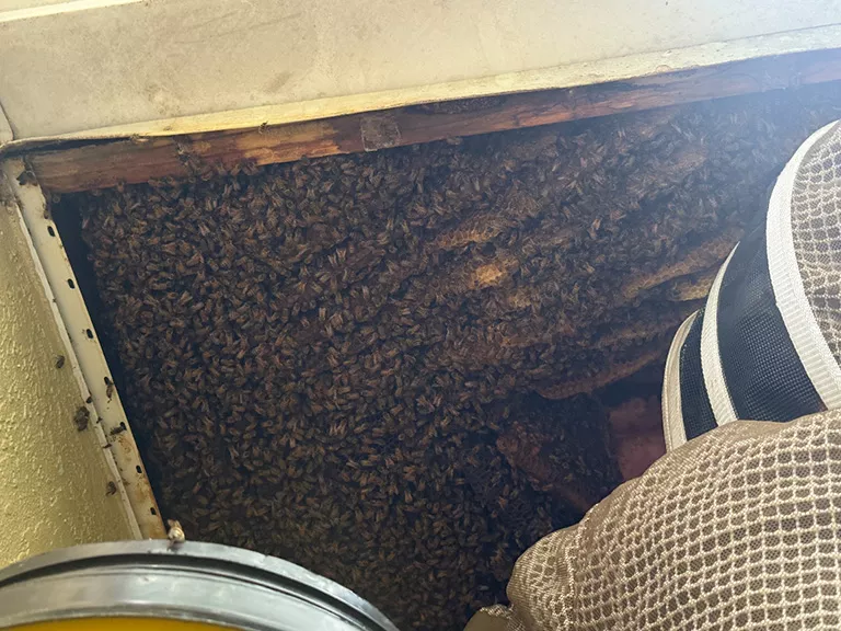 Bee Hive Removal in Lady Lake Florida