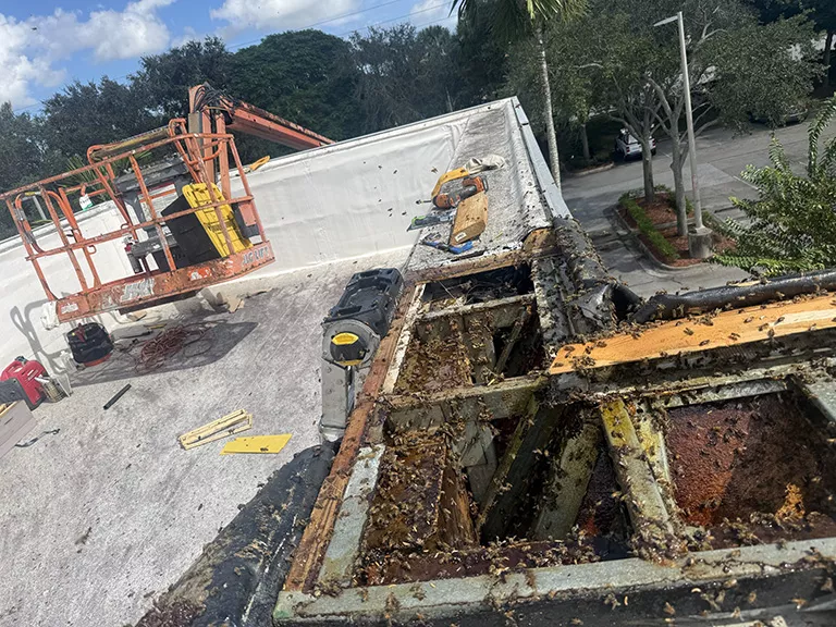 Bee Hives in Commerical Building Soffit