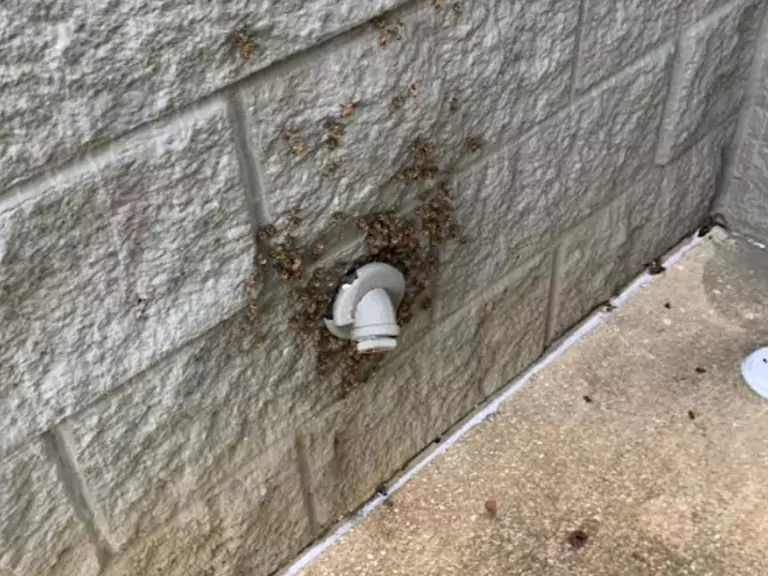 Bee Removal at Clermont Target Store
