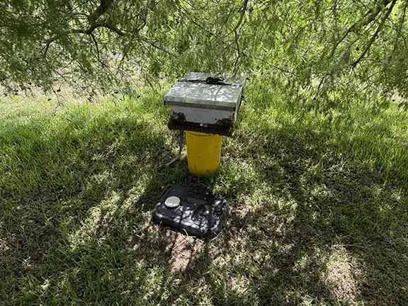 Bee Removal from an In Ground Bee Hive in a Water Meter | Belleview, FL
