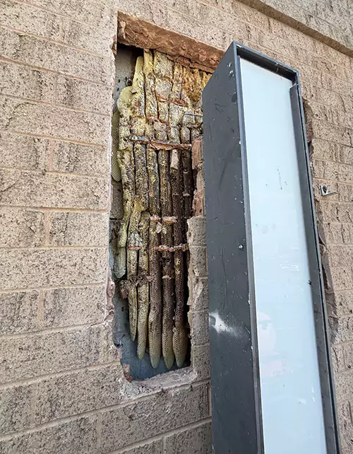 Bee honey comb found behind retail wall