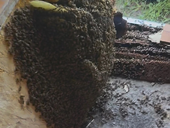 aggressive-bee-hive