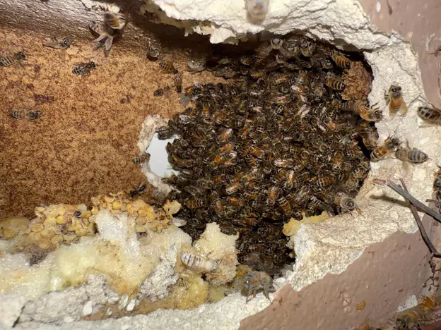 Belleview Bee Nest Removal