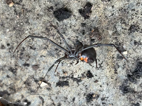Black Widow Spider Control Ocala FL