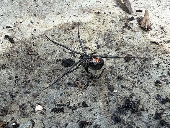 Black Widow Spiders in Planters