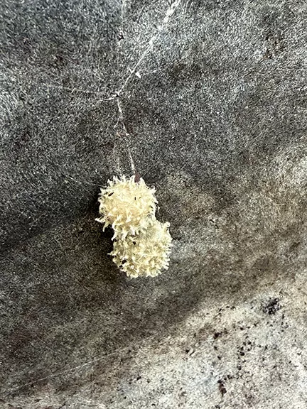 Brown Widow Spider Sacs