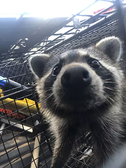 Call Wildlife Removal Experts for Lasting Solutions