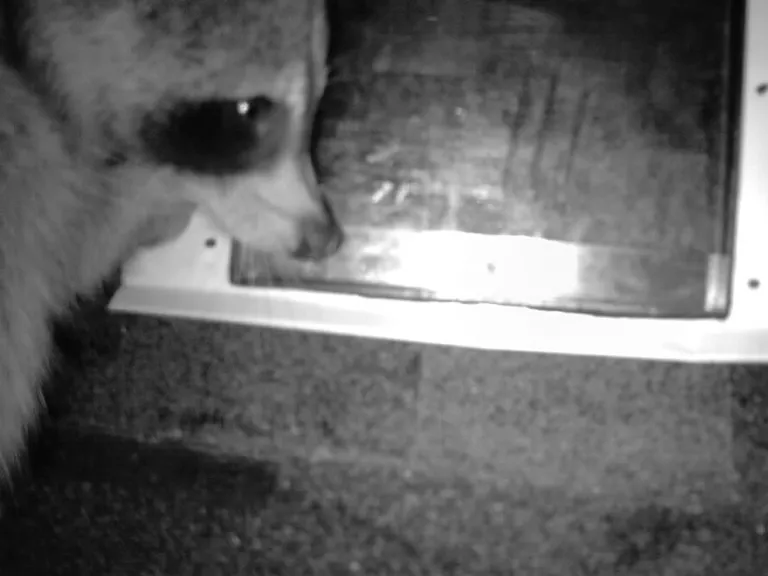 Can Animals Get in Your Air Ducts?