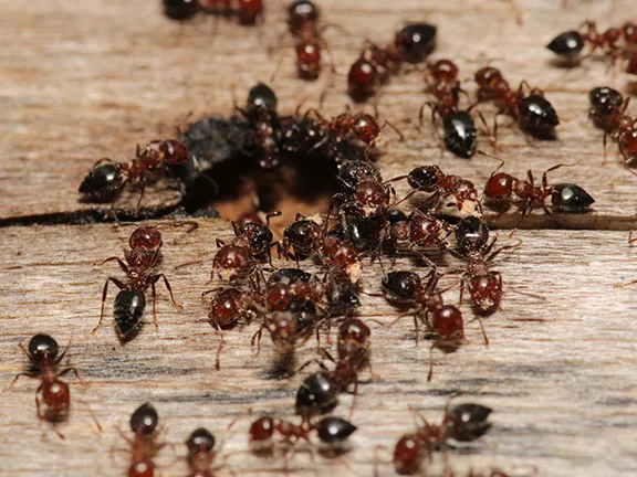 Carpenter Ants