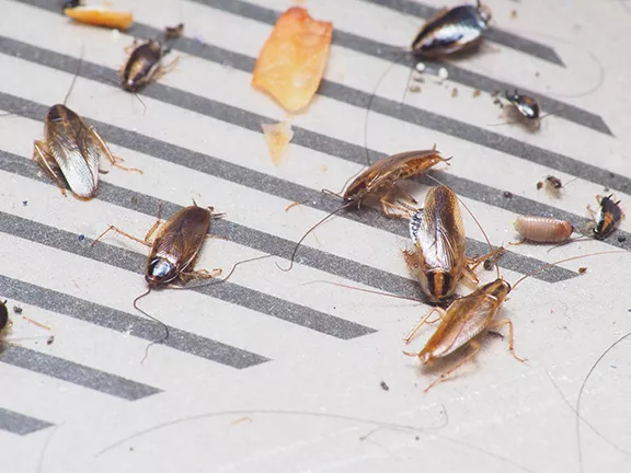 Cockroach Pest Control in Central Florida