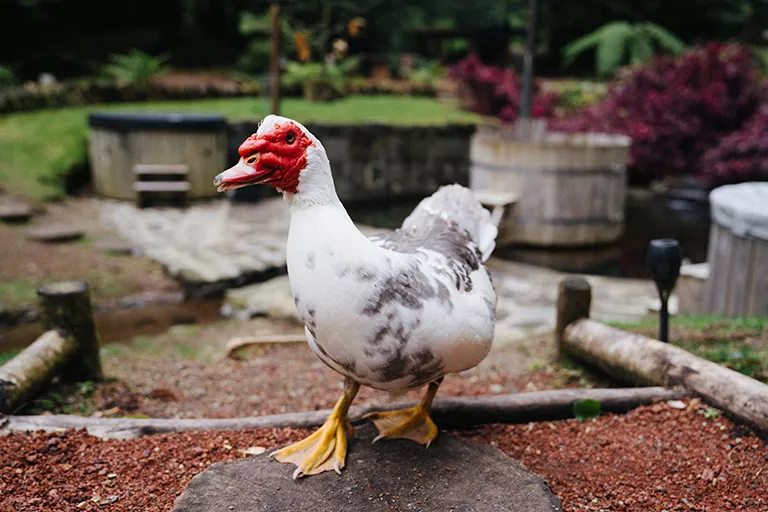 Damage & Health Concerns Associated with Muscovy Ducks