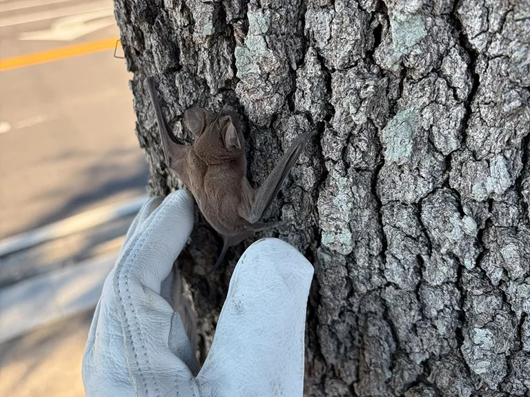 Dangers of Bats in Warehouses