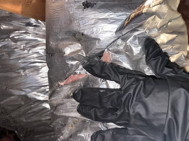 Duct damage and animal droppings