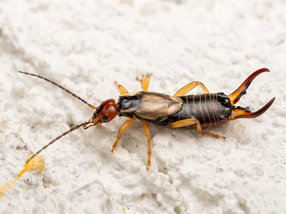 Earwig