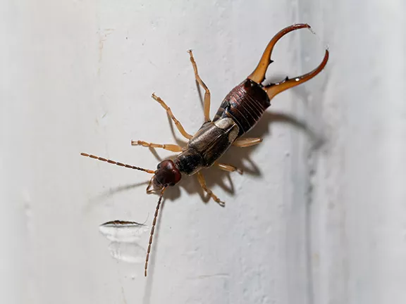 Earwig Pest Control