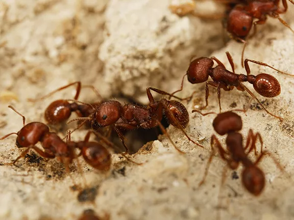 Eco-Friendly Pest Control in Central Florida