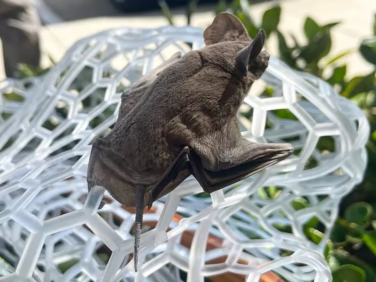 Florida Bat Behavior in Fall