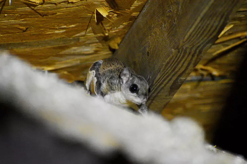 Flying Squirrel Removal & Exclusion – Claremont, FL