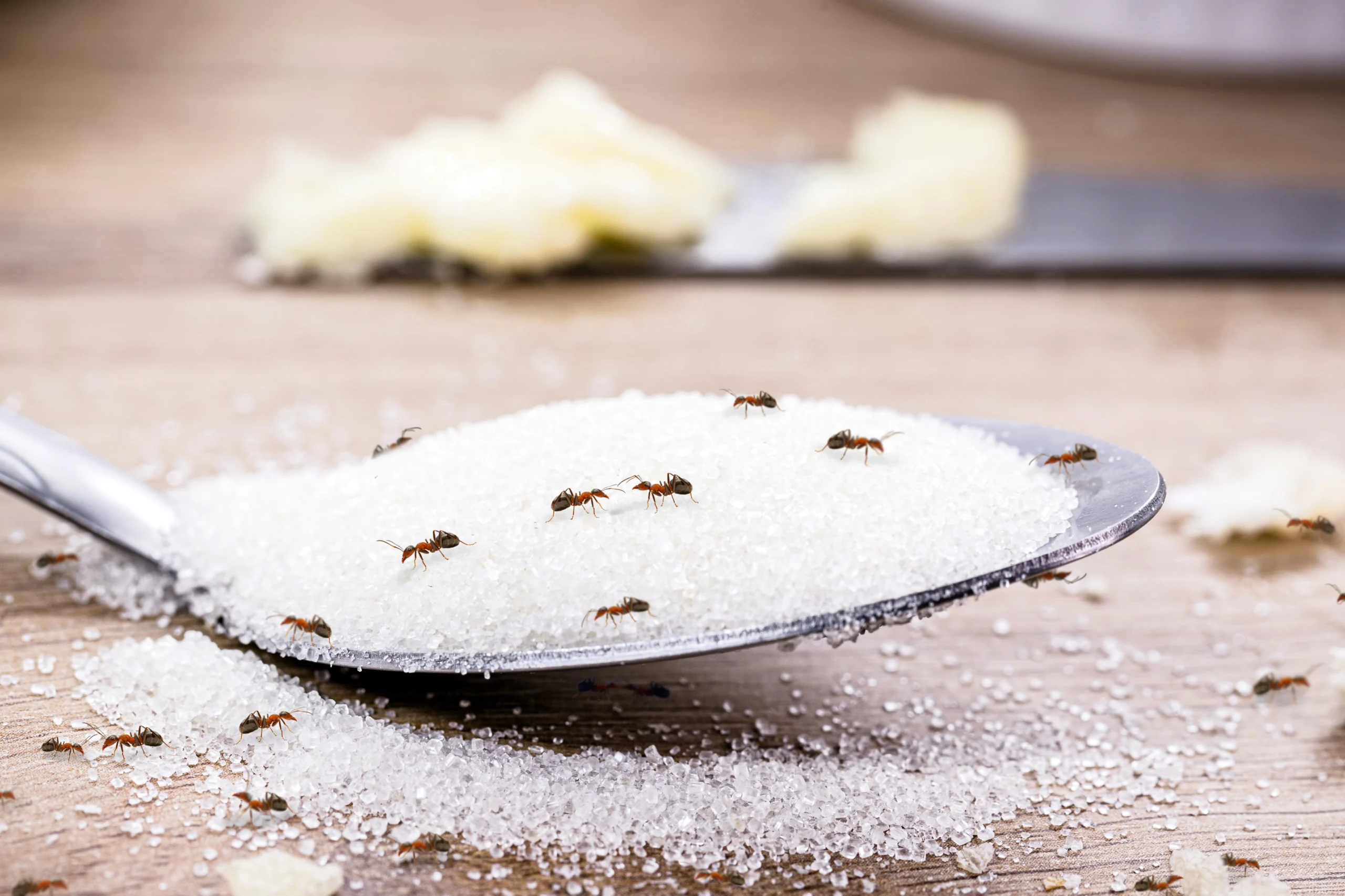 Getting Rid of Ants in the Kitchen