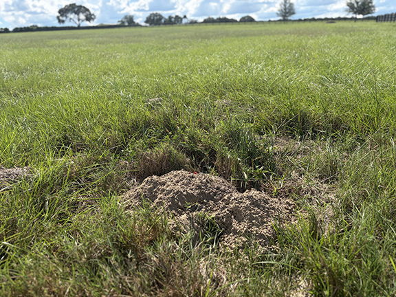 gopher-mound