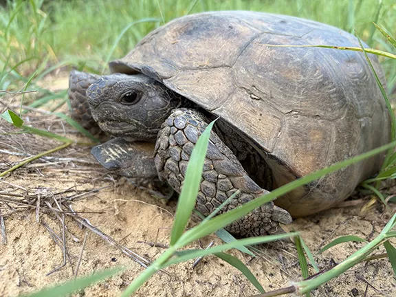 Gopher Tortoise Removal and Relocation - Umatila FL
