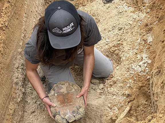 Gopher Tortoise Removal at Rainbow River FL
